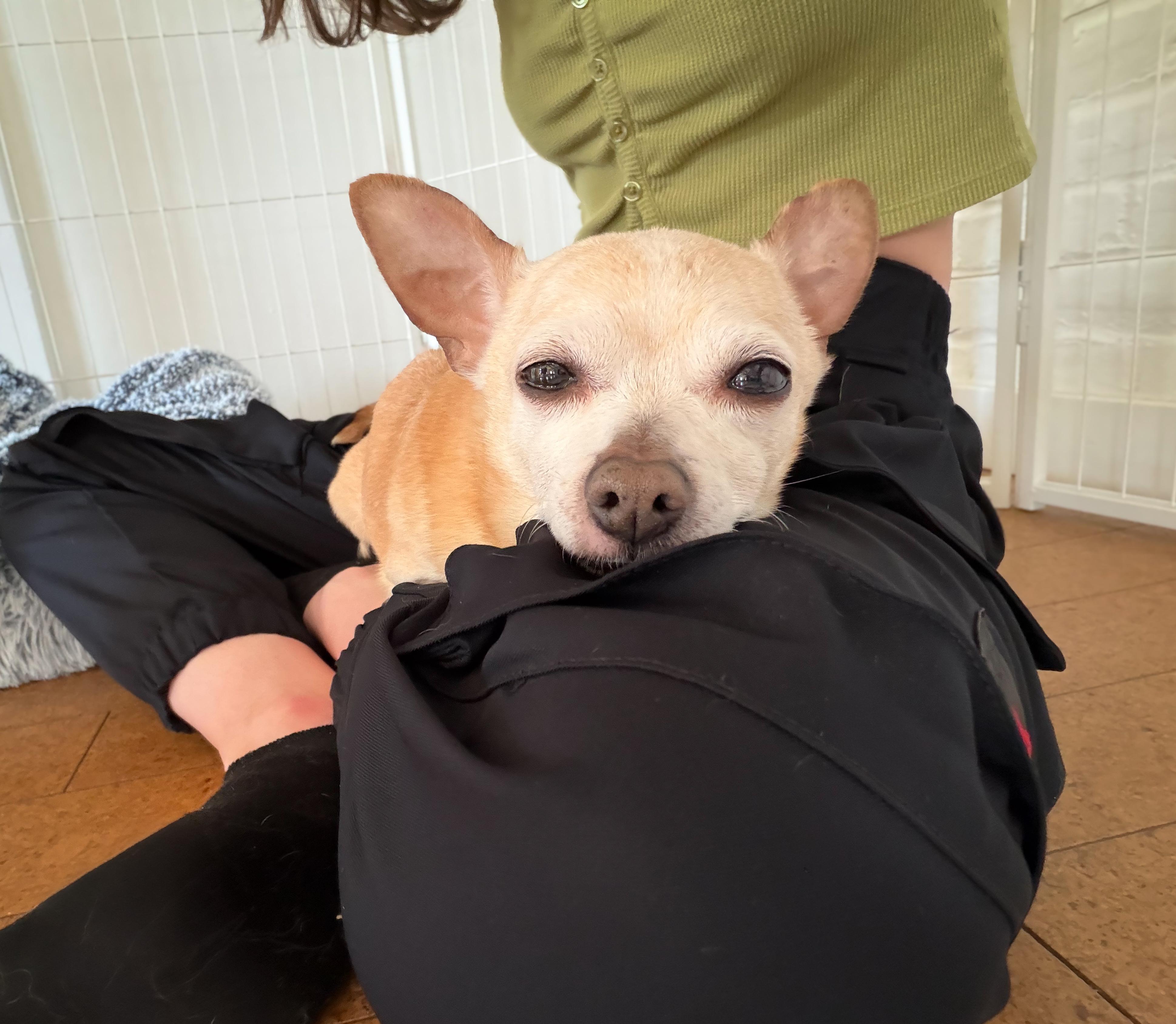 Enlarge CHULOO!, a ADOPTABLE Chihuahua in Philadelphia, PA image 3/6