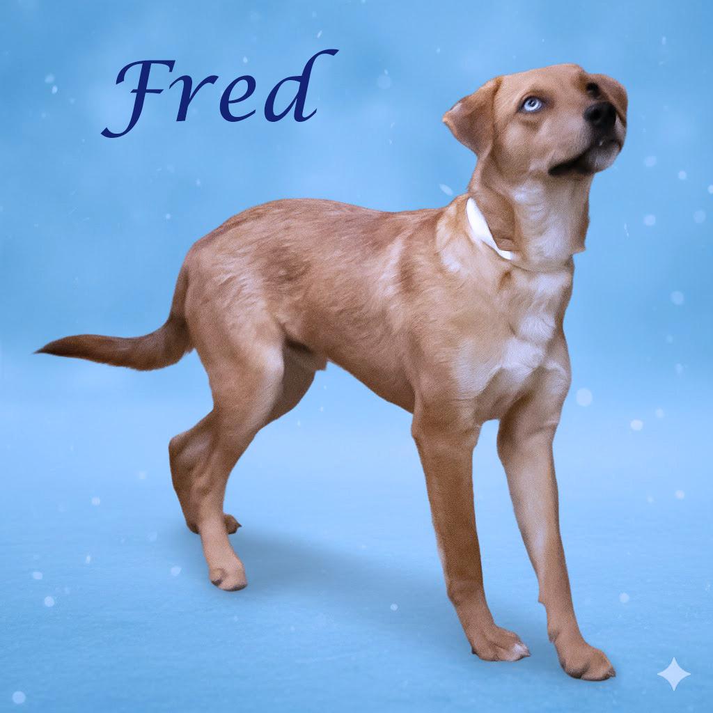 Enlarge Fred D25-213, a Adoptable Mixed Breed in Lebanon, TN image 1/4