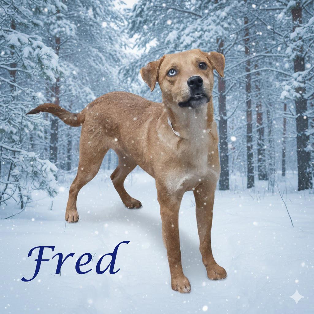 Enlarge Fred D25-213, a Adoptable Mixed Breed in Lebanon, TN image 2/4