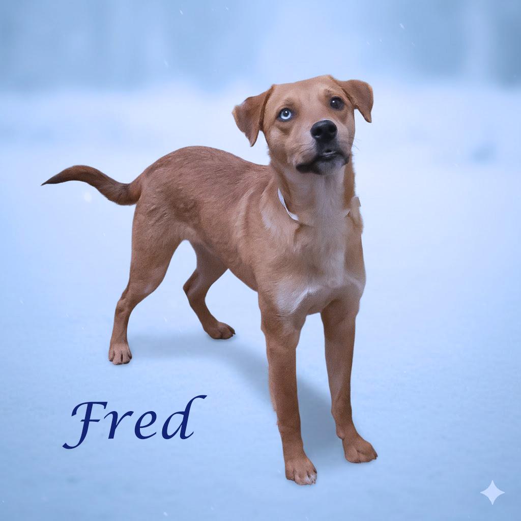 Enlarge Fred D25-213, a Adoptable Mixed Breed in Lebanon, TN image 3/4
