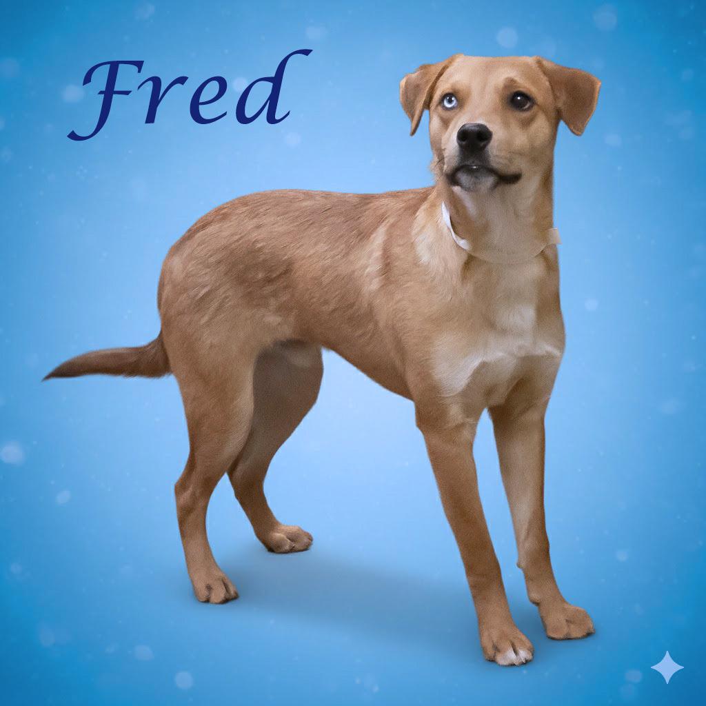 Enlarge Fred D25-213, a Adoptable Mixed Breed in Lebanon, TN image 4/4