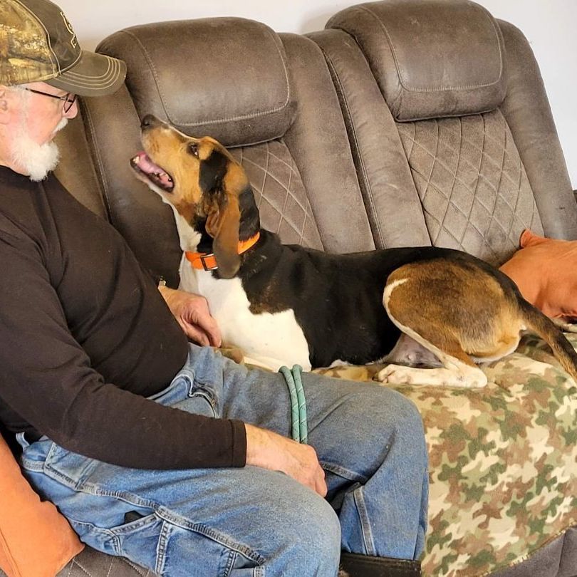 Enlarge Miriah, a Adoptable Coonhound in Medfield, MA image 5/7