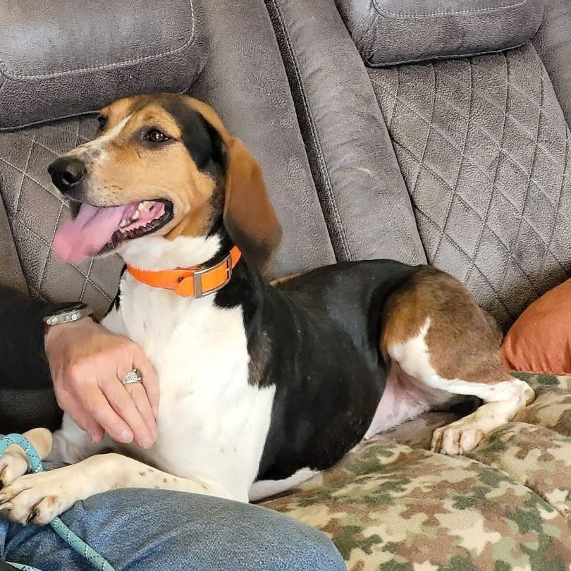 Enlarge Miriah, a Adoptable Coonhound in Medfield, MA image 6/7