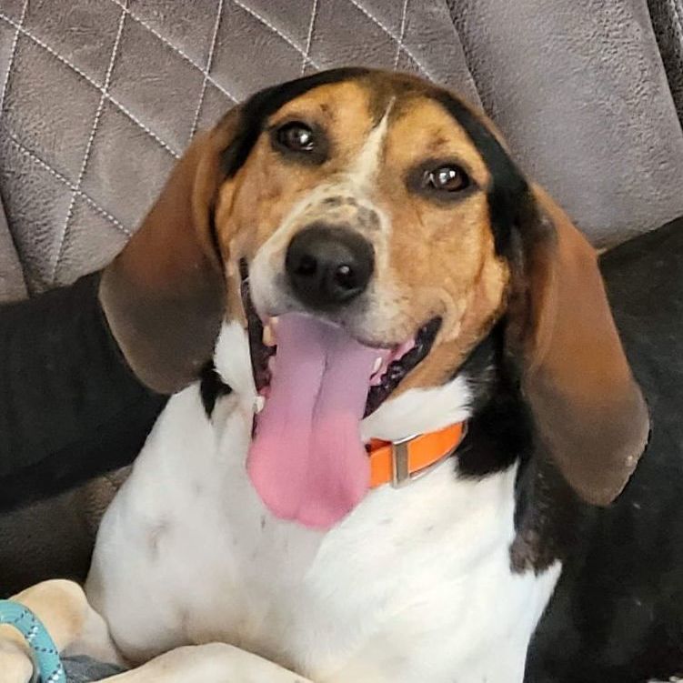 Enlarge Miriah, a Adoptable Coonhound in Medfield, MA image 1/7