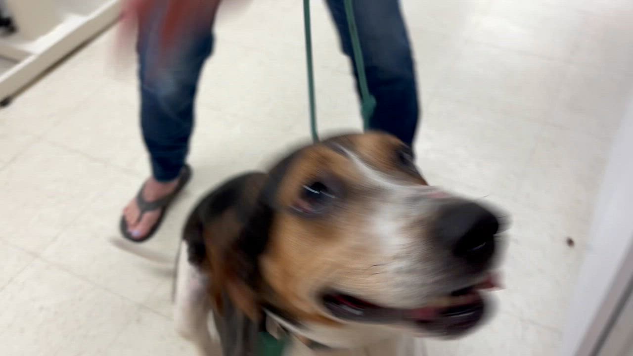 Enlarge Miriah, a Adoptable Coonhound in Medfield, MA video 7/7