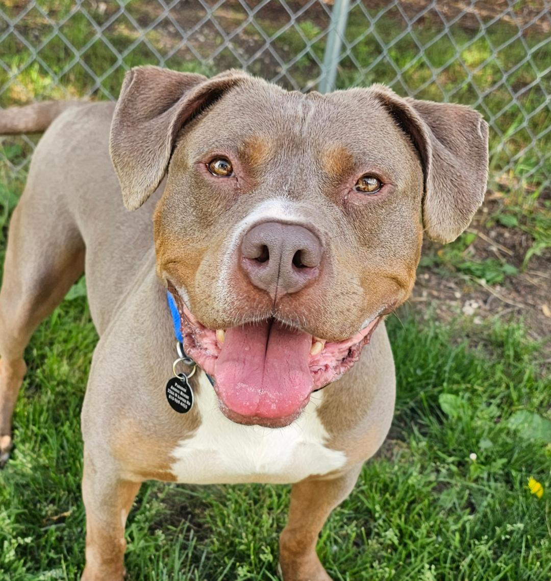 Chester, adopted, Adult Male American Staffordshire Terrier.