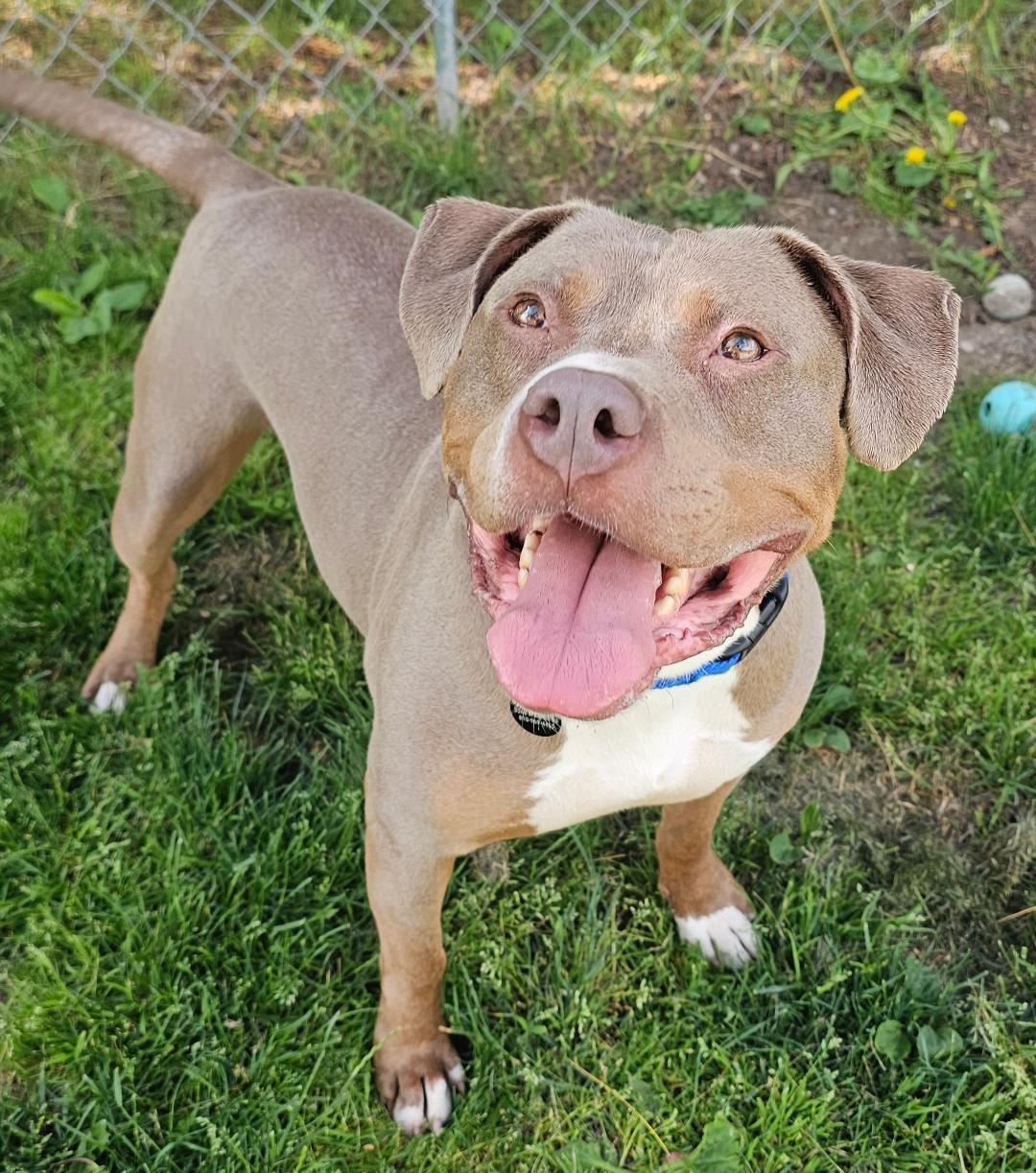 Enlarge Chester, an adopted mixed breed in Lapeer, MI image 5/6