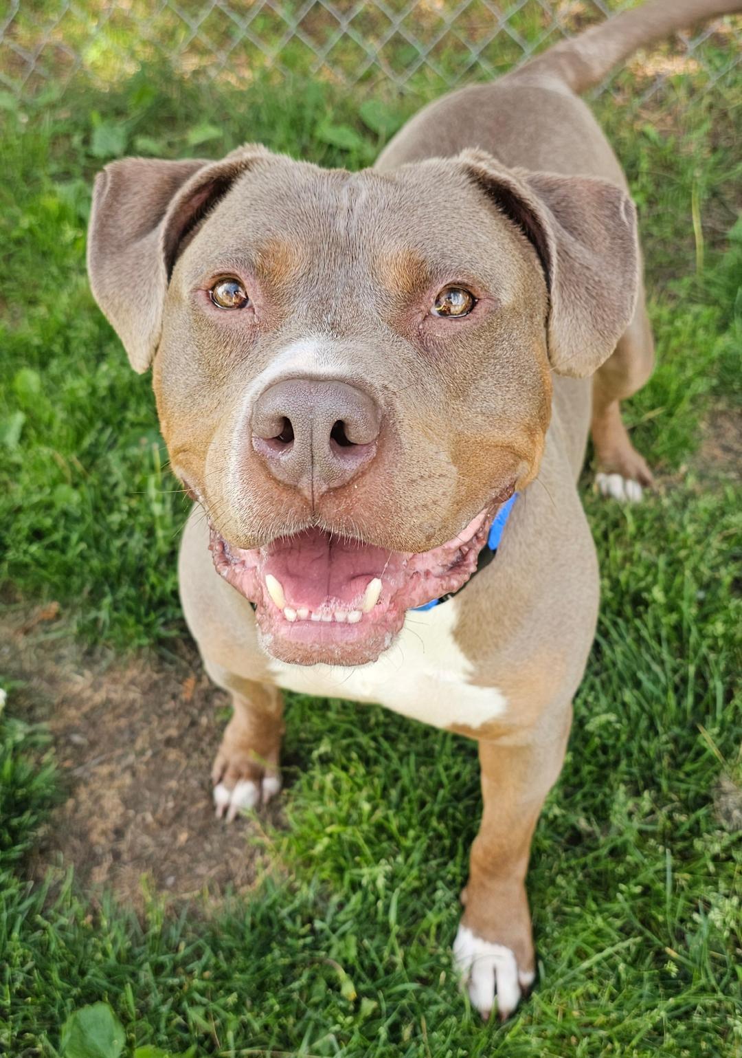 Enlarge Chester, an adopted mixed breed in Lapeer, MI image 2/6
