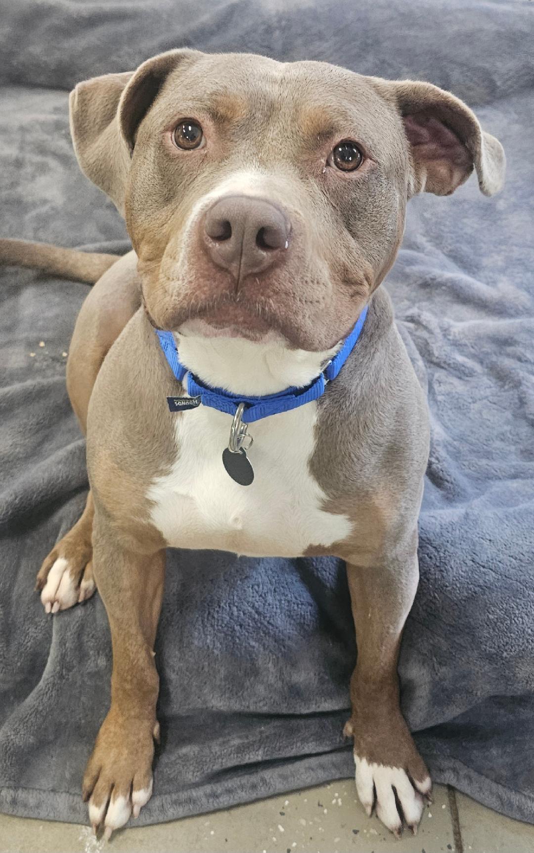 Enlarge Chester, an adopted mixed breed in Lapeer, MI image 6/6