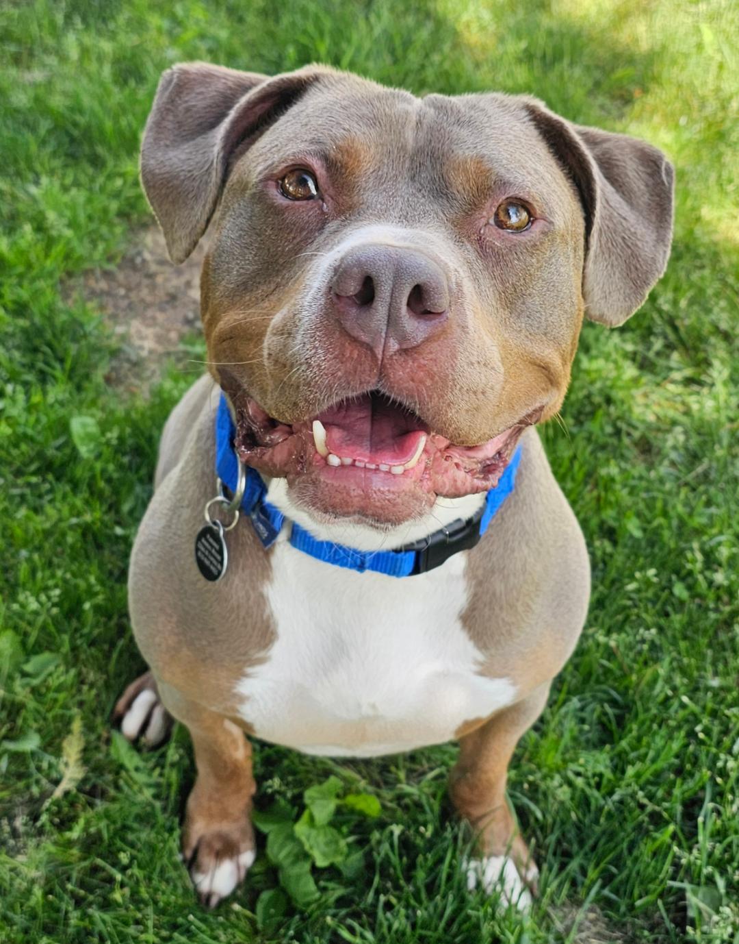 Enlarge Chester, an adopted mixed breed in Lapeer, MI image 4/6