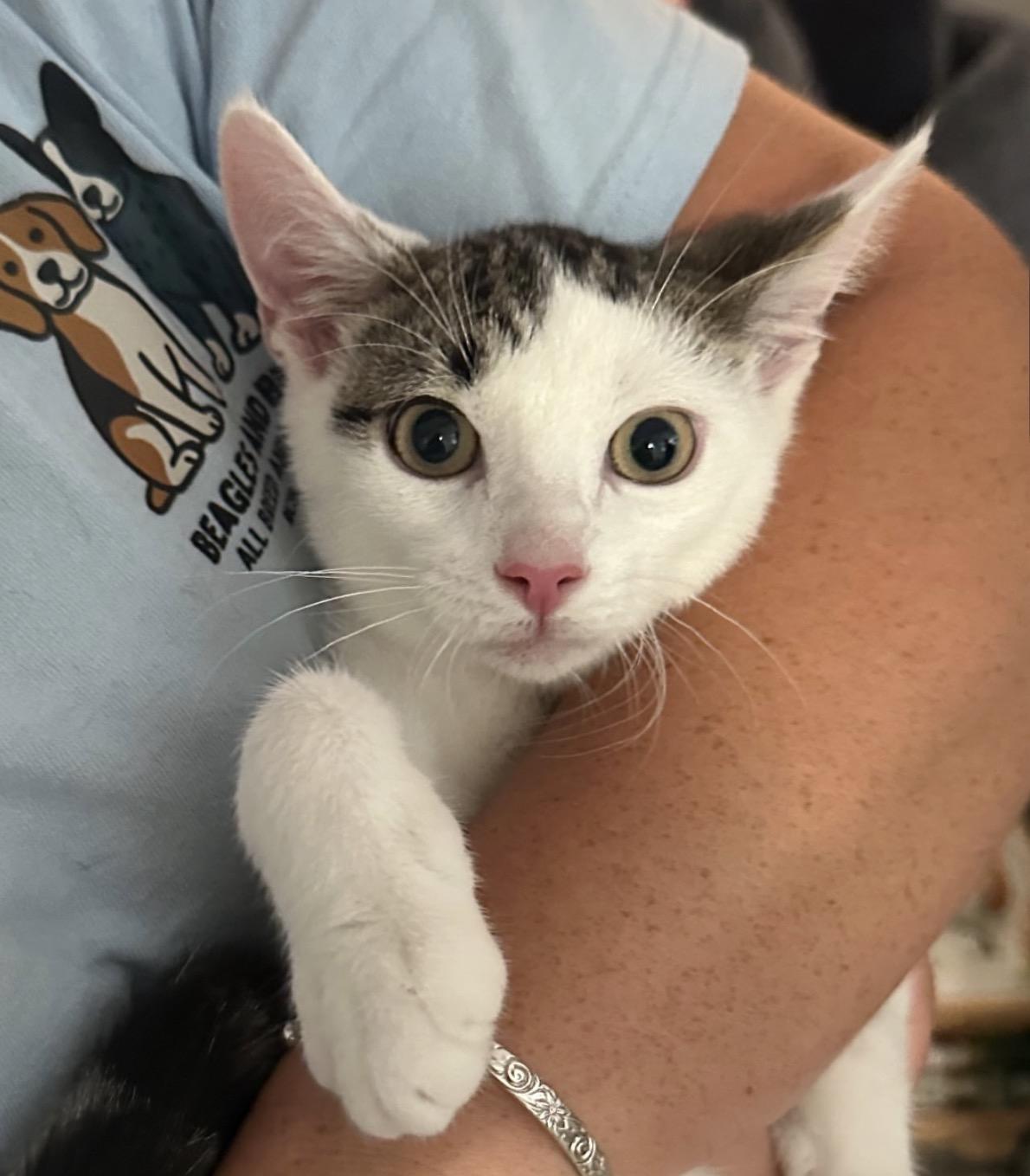 Magic Marker, Adoptable, Kitten Male Domestic Short Hair.