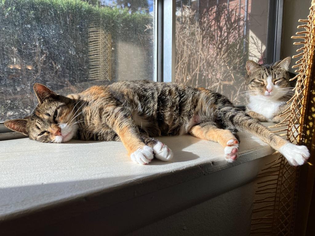 Enlarge Mystras, a Adoptable mixed breed in Fort Lupton, CO image 3/6