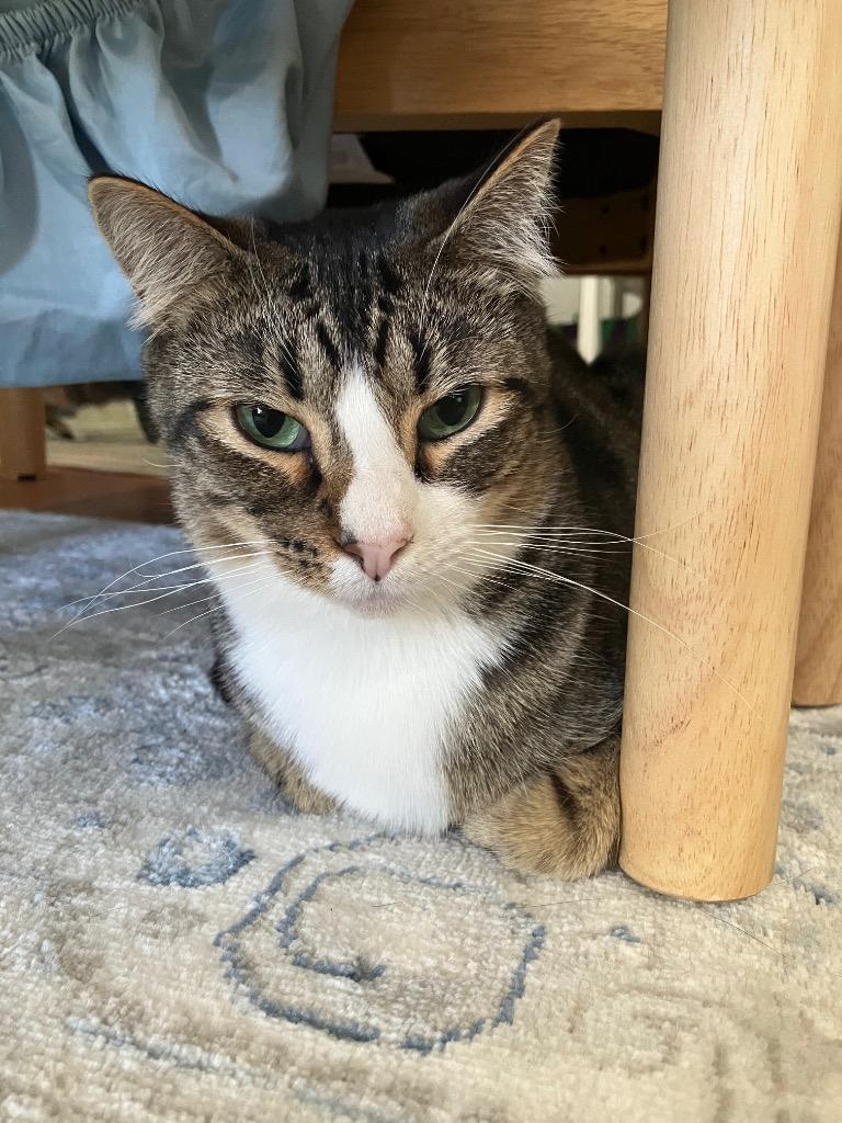 Enlarge Mystras, a Adoptable mixed breed in Fort Lupton, CO image 4/6