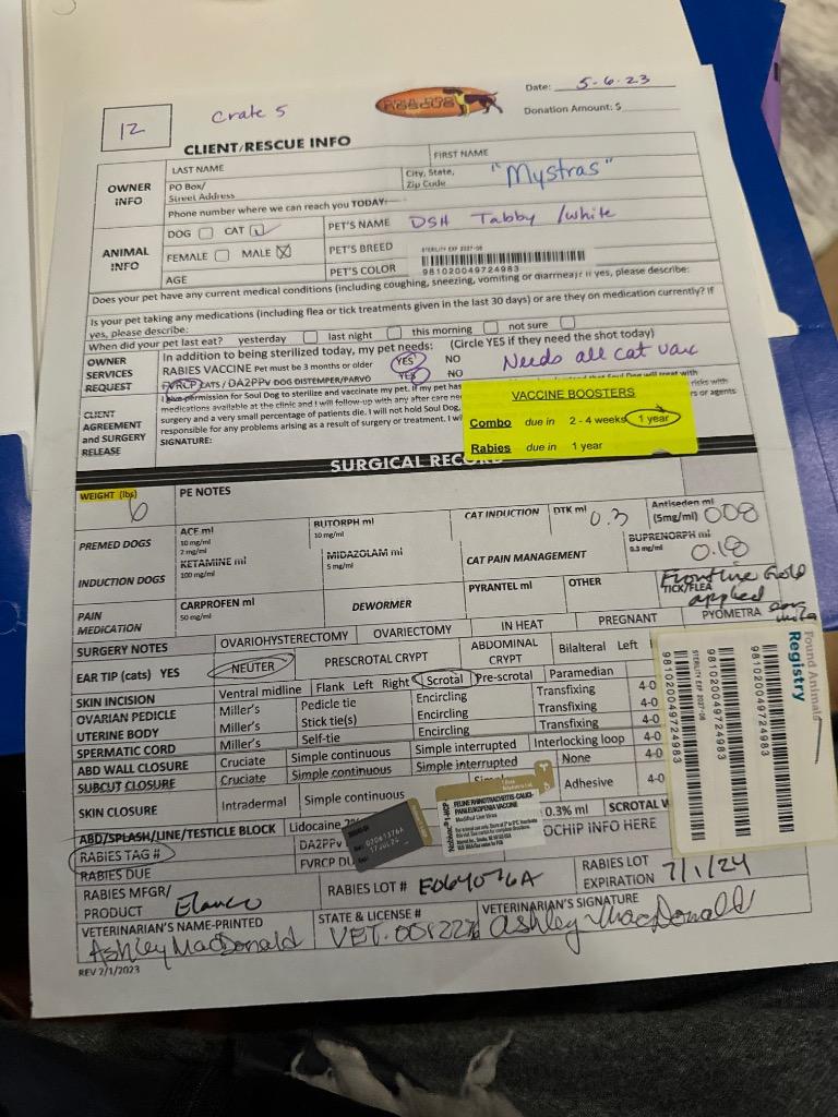 Enlarge Mystras, a Adoptable mixed breed in Fort Lupton, CO image 1/2