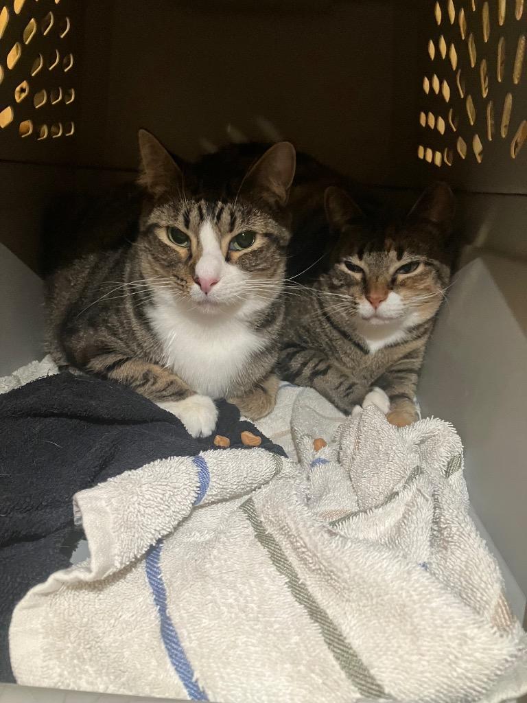 Enlarge Mystras, a Adoptable mixed breed in Fort Lupton, CO image 2/2