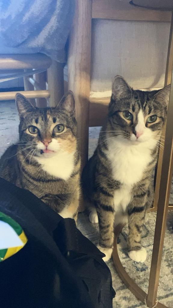 Enlarge Mystras, a Adoptable mixed breed in Fort Lupton, CO image 5/6