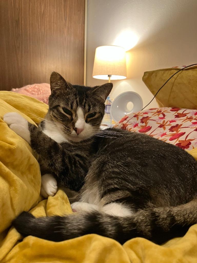 Enlarge Mystras, a Adoptable mixed breed in Fort Lupton, CO image 6/6