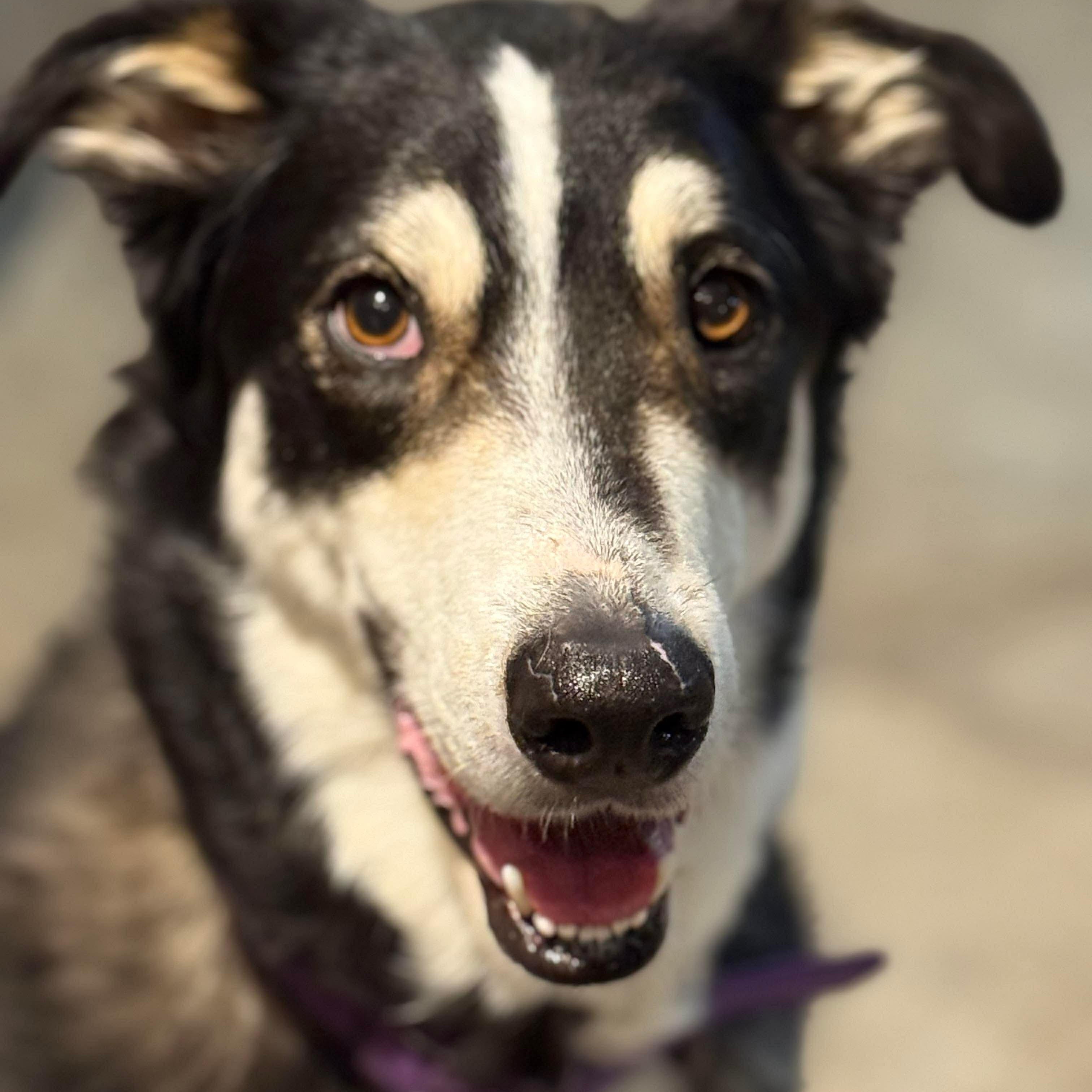 Prince, a ADOPTABLE Australian Shepherd in Brentwood, TN image 4/4
