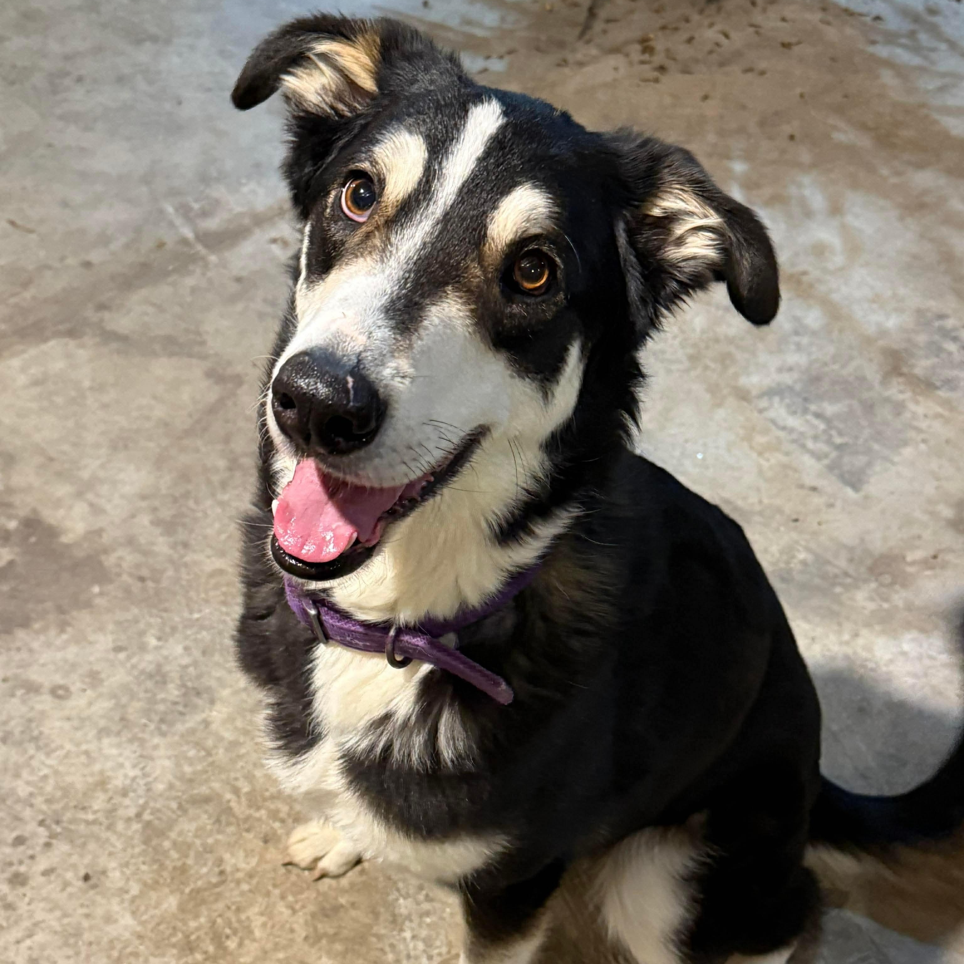 Prince, a ADOPTABLE Australian Shepherd in Brentwood, TN image 1/4