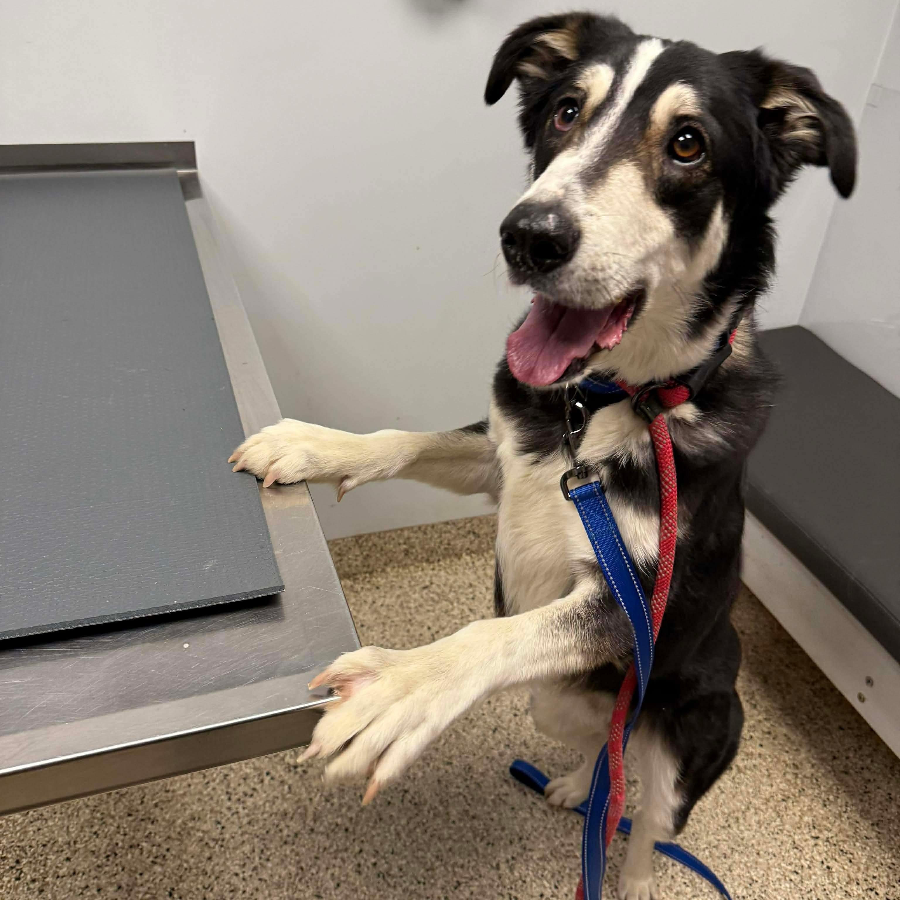 Prince, a ADOPTABLE Australian Shepherd in Brentwood, TN image 2/4