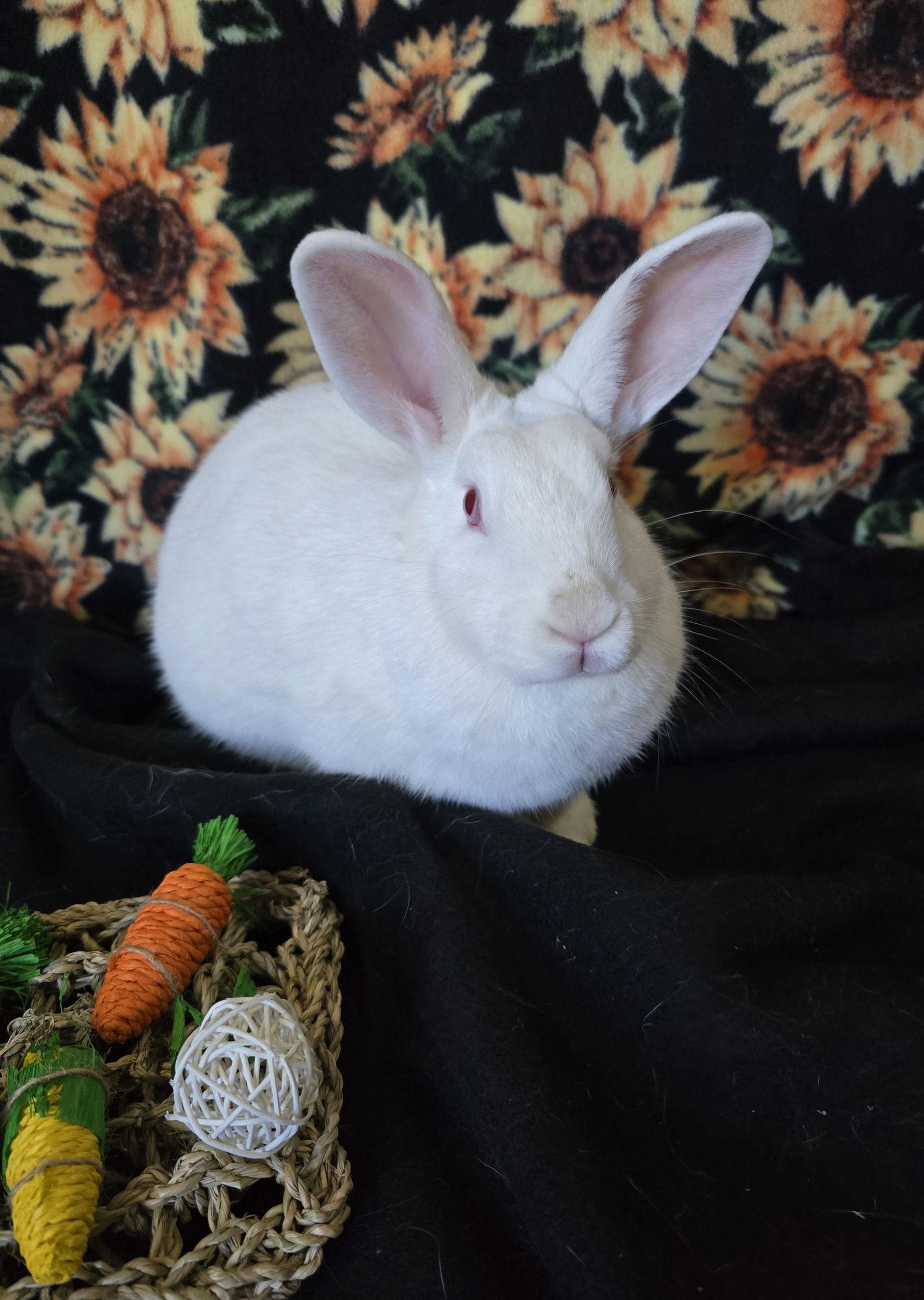 Addyson, Adoptable, Adult Female Florida White.