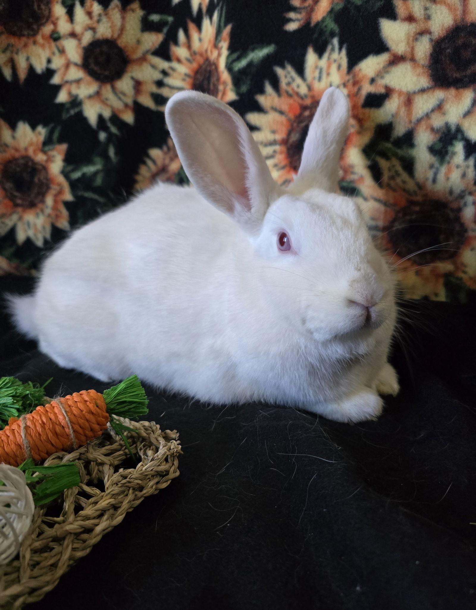 Addyson, a Adoptable Florida White in Philadelphia, PA image 2/3