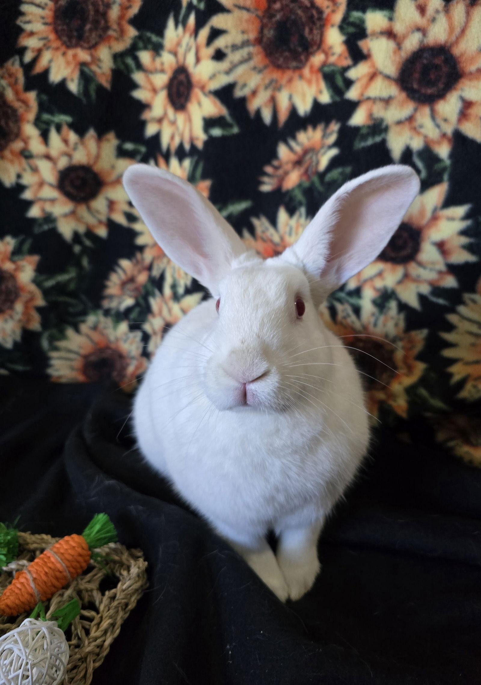 Addyson, a Adoptable Florida White in Philadelphia, PA image 3/3