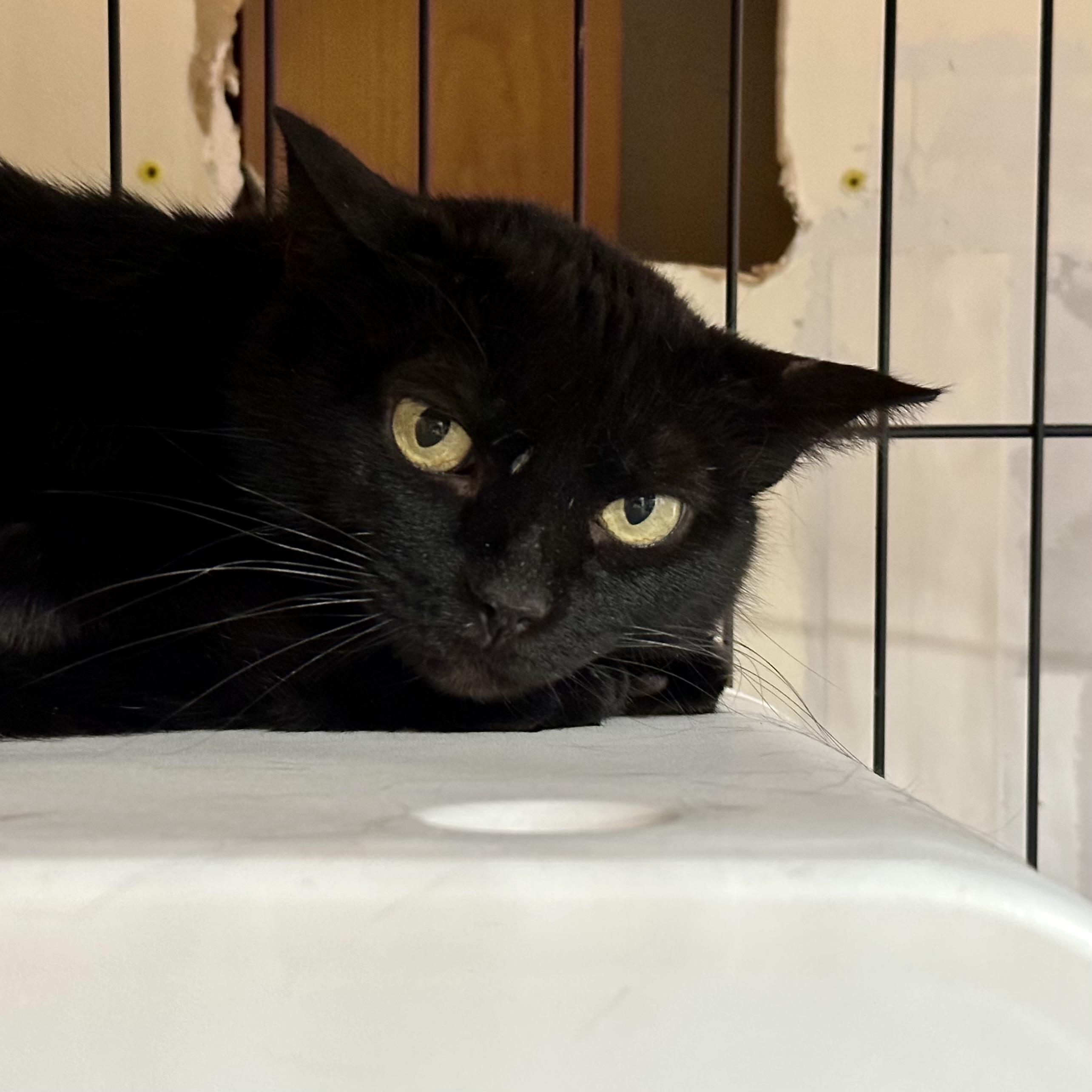 Tellicherry, Adoptable, Adult Male Domestic Short Hair.