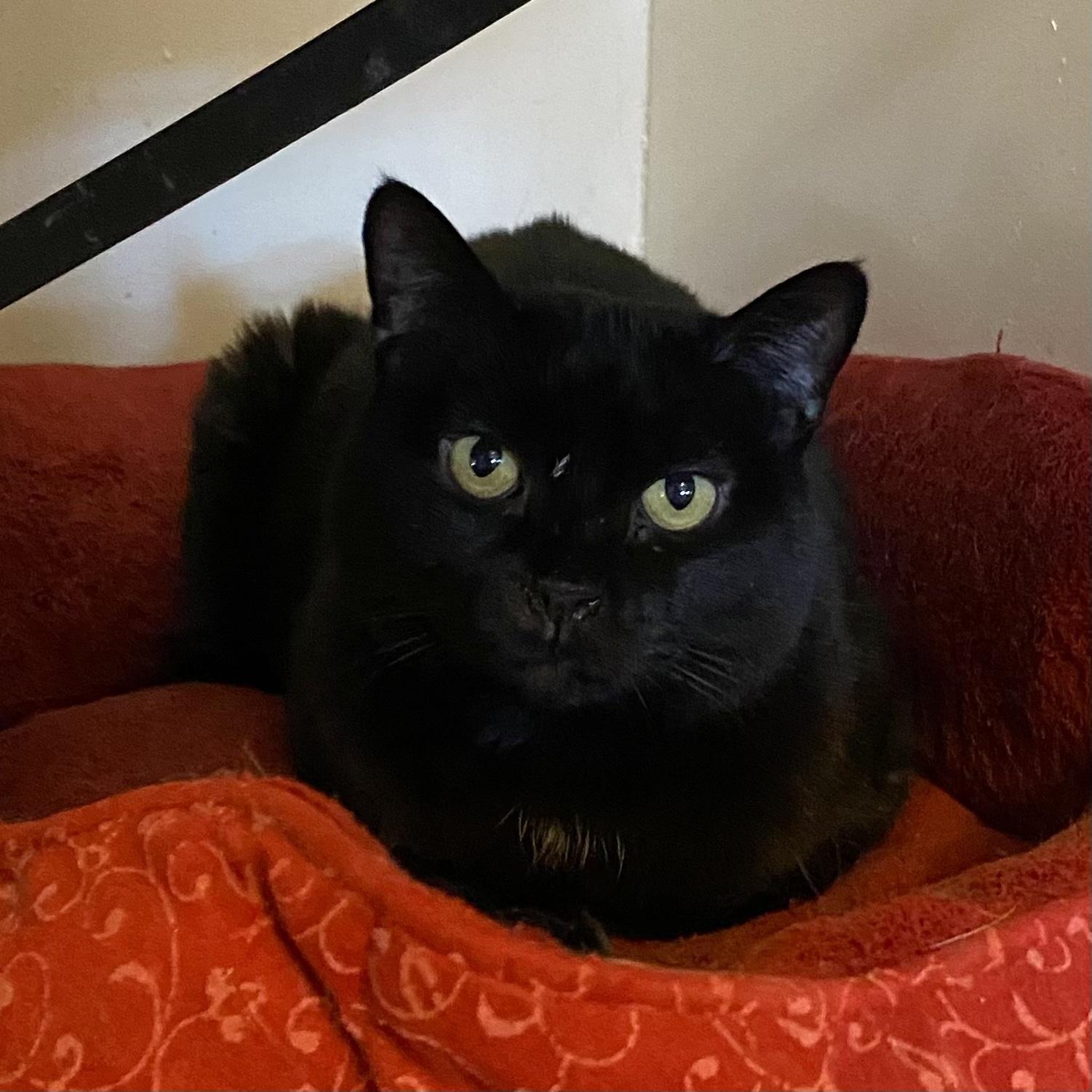 Enlarge Tellicherry, a Adoptable mixed breed in Santa Fe, NM image 4/5