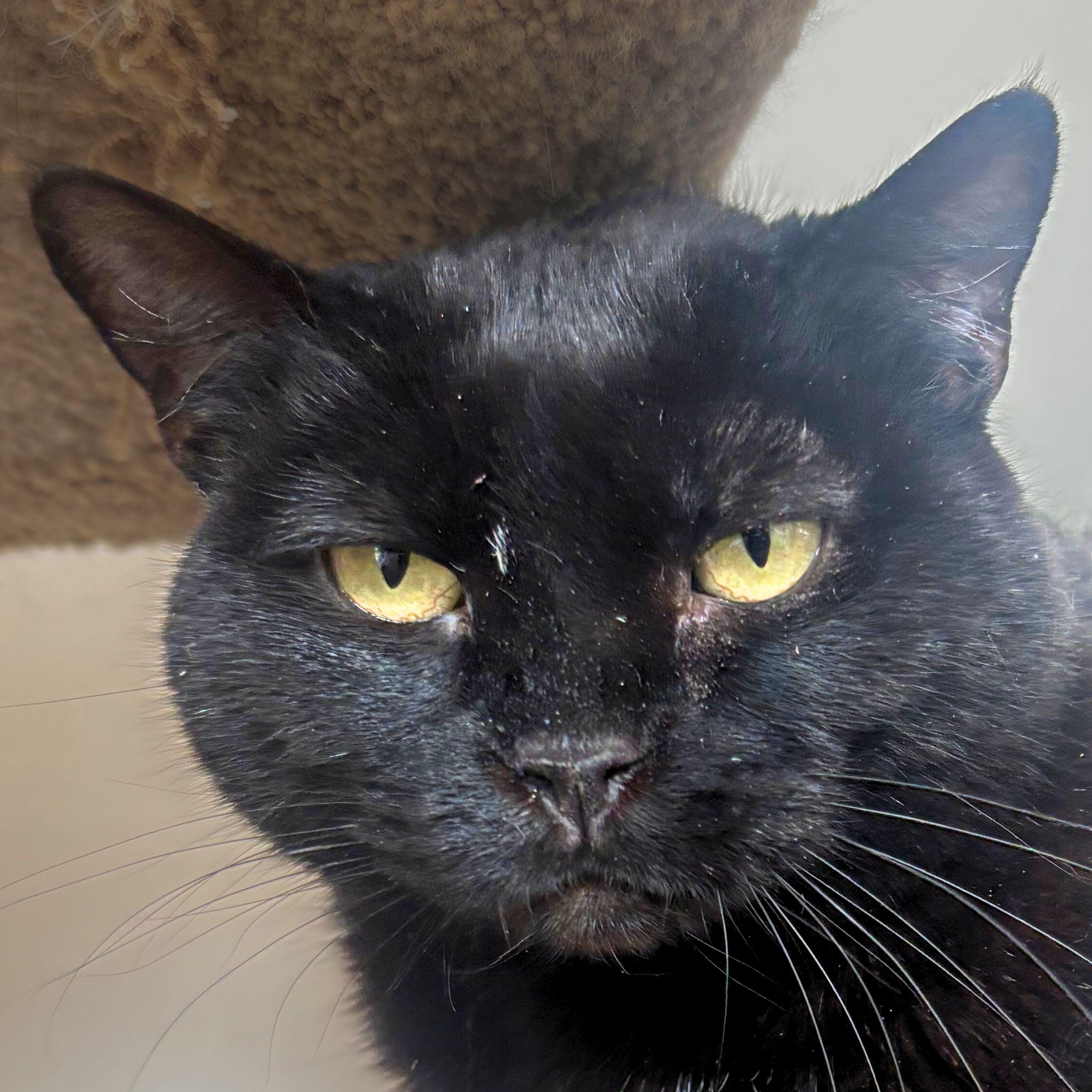 Tellicherry, Adoptable, Adult Male Domestic Short Hair.