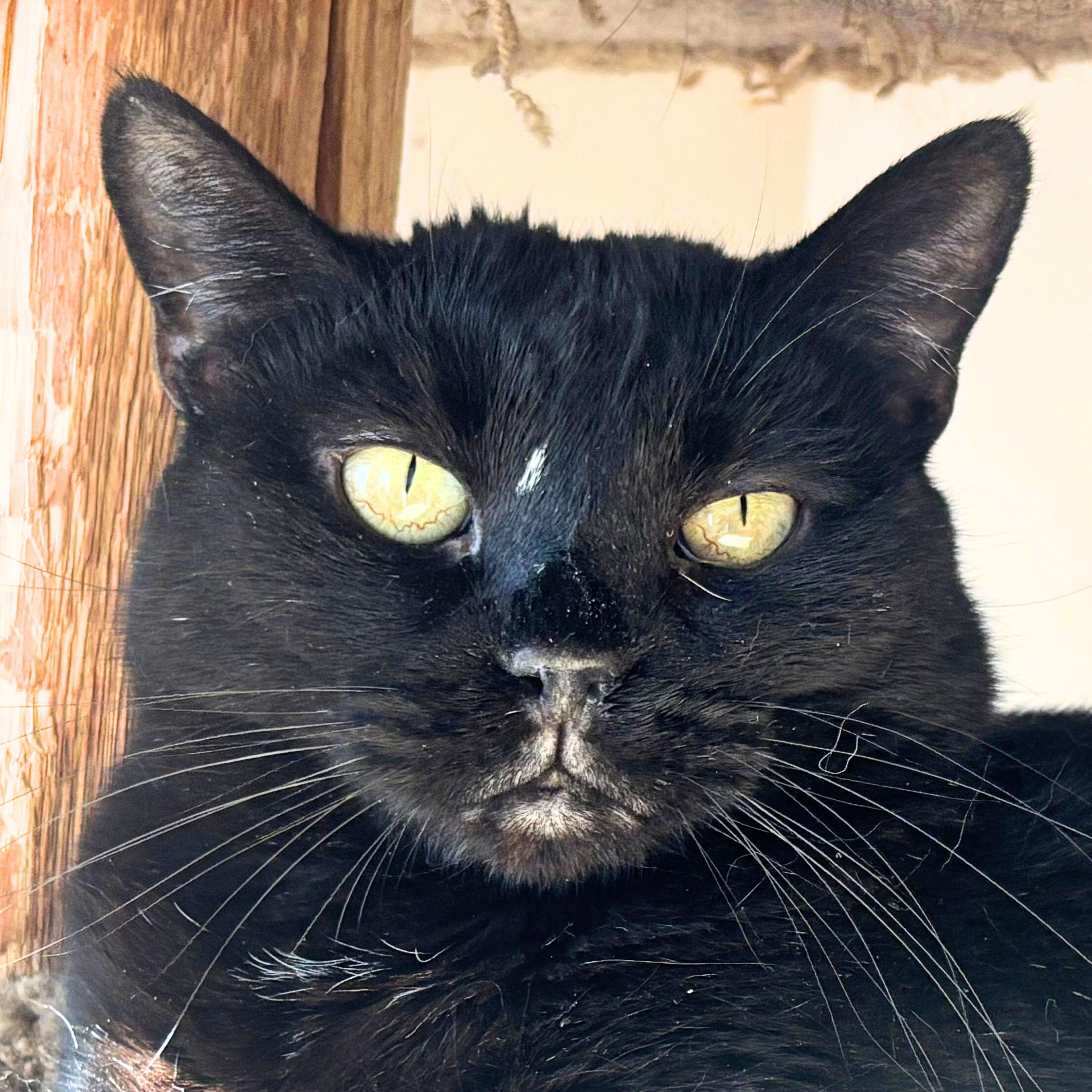 Enlarge Tellicherry, a Adoptable mixed breed in Santa Fe, NM image 2/5