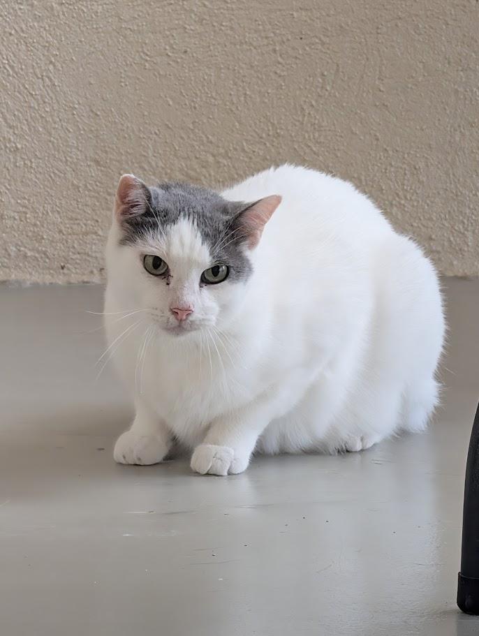 Enlarge Loki, a Adoptable Domestic Short Hair in Sonoita, AZ image 3/4