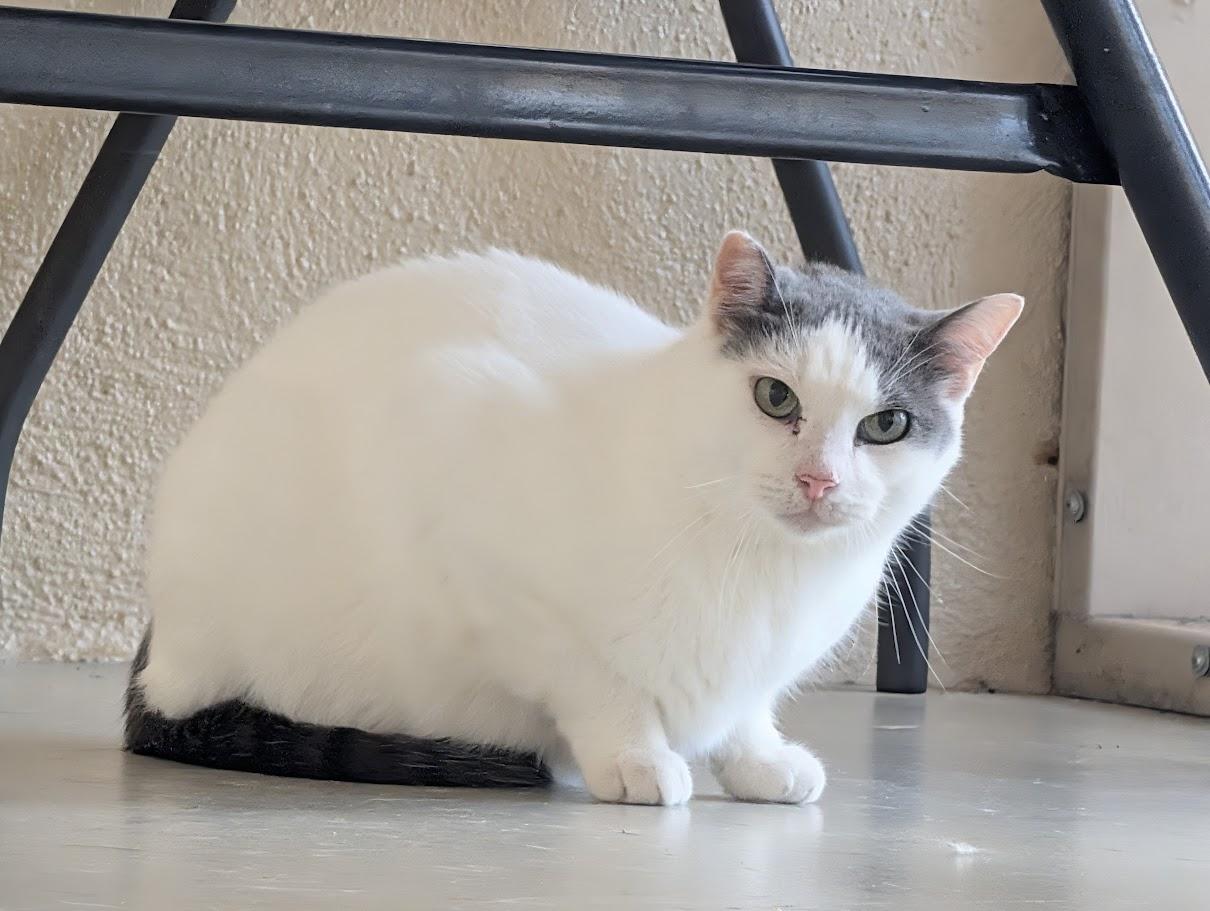 Loki, Adoptable, Adult Male Domestic Short Hair.