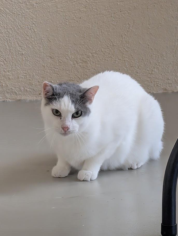 Enlarge Loki, a Adoptable Domestic Short Hair in Sonoita, AZ image 2/4
