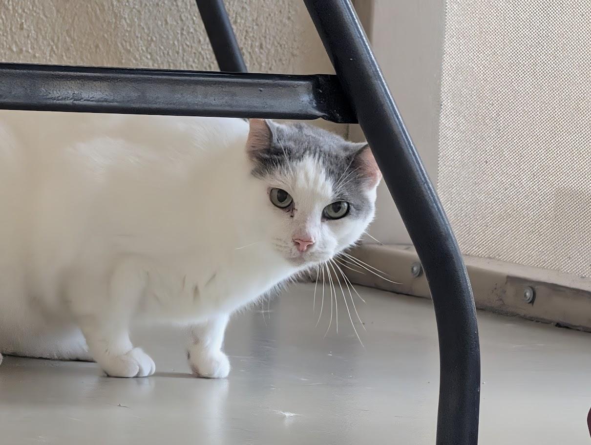 Enlarge Loki, a Adoptable Domestic Short Hair in Sonoita, AZ image 4/4