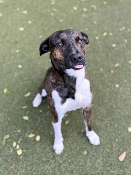 Raid, Adoptable, Young Male Plott Hound & Mountain Cur.