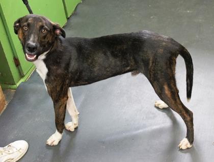 Enlarge Raid, a Adoptable mixed breed in Picayune, MS image 1/3