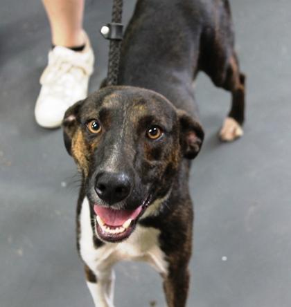 Enlarge Raid, a Adoptable mixed breed in Picayune, MS image 2/3