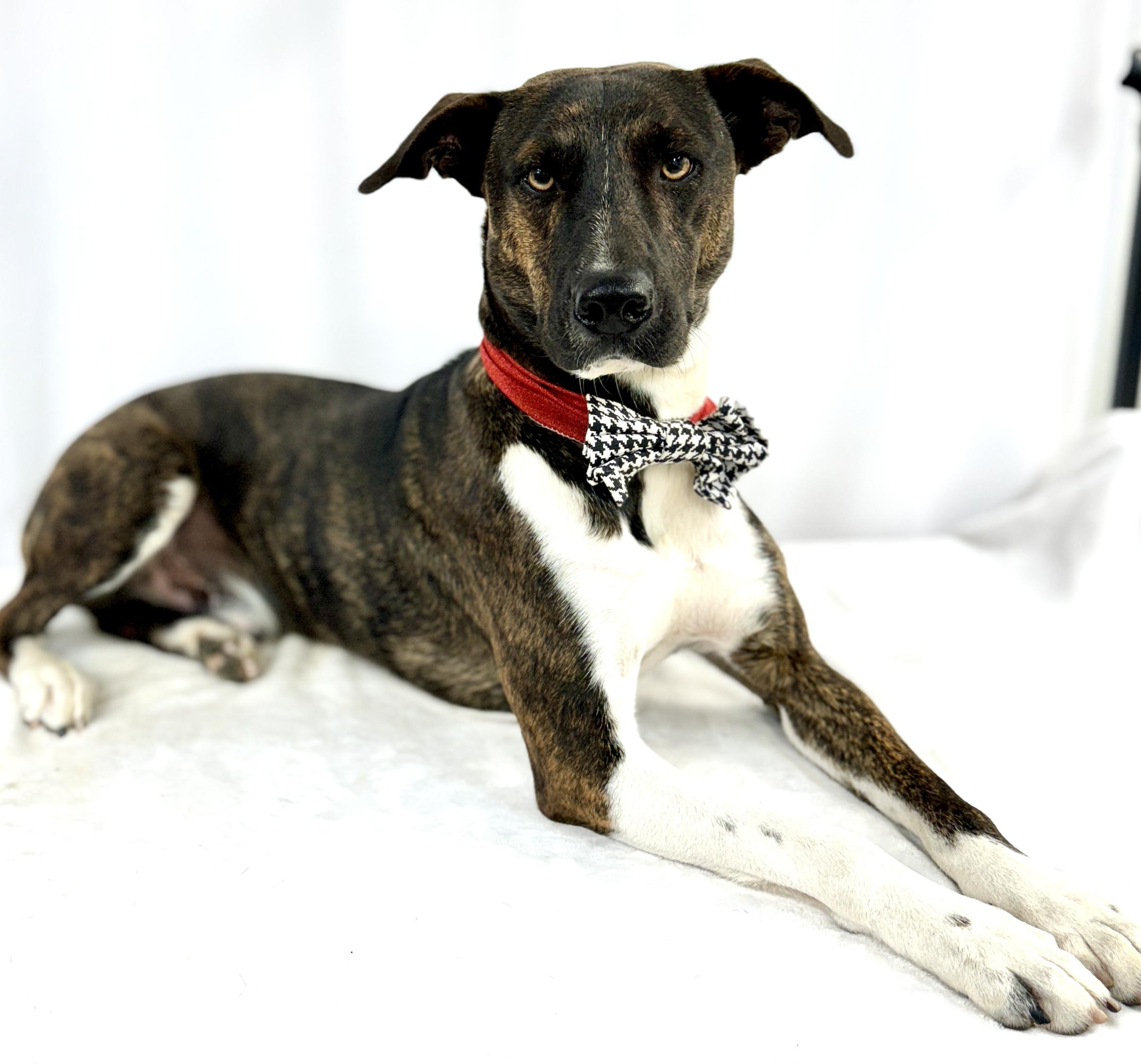 Enlarge Raid, a Adoptable mixed breed in Picayune, MS image 3/3