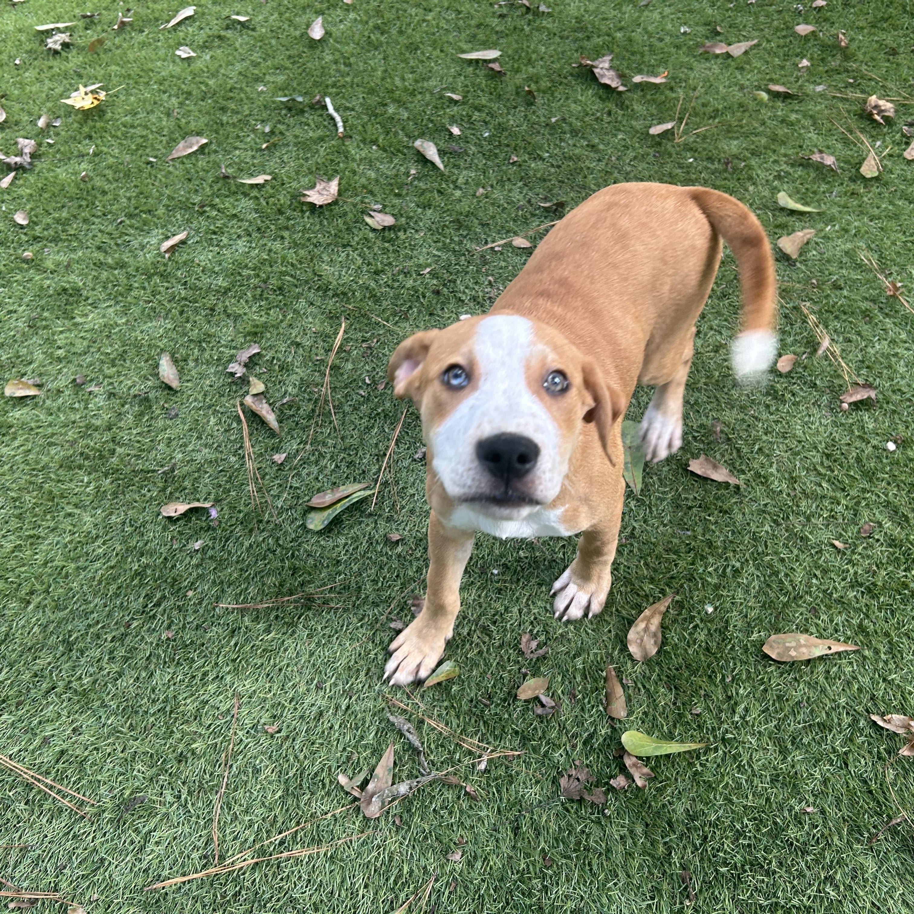 Pumba, Adoptable, Puppy Male Catahoula Leopard Dog & Pit Bull Terrier.