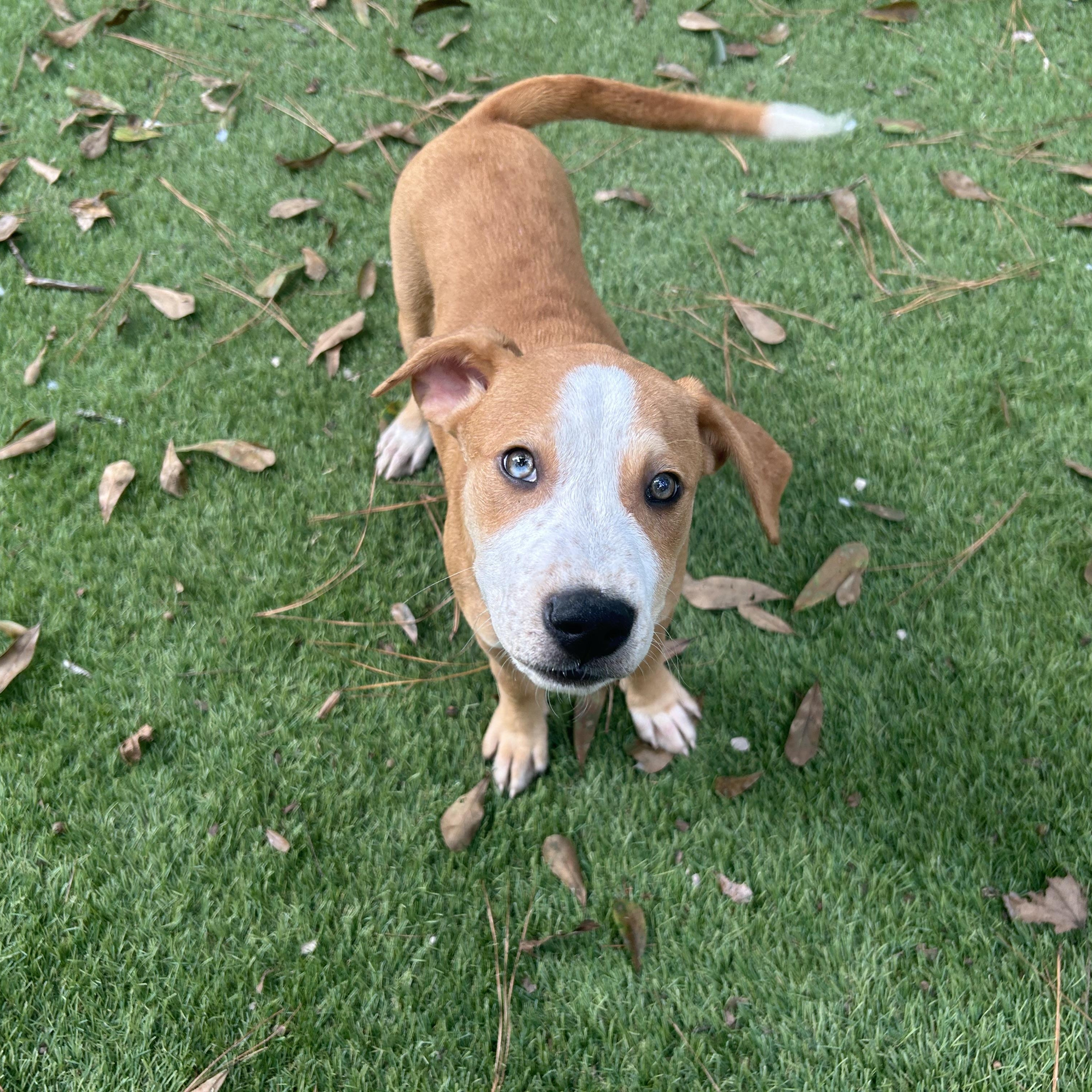 Enlarge Pumba, a Adoptable mixed breed in Winchester, VA image 2/6