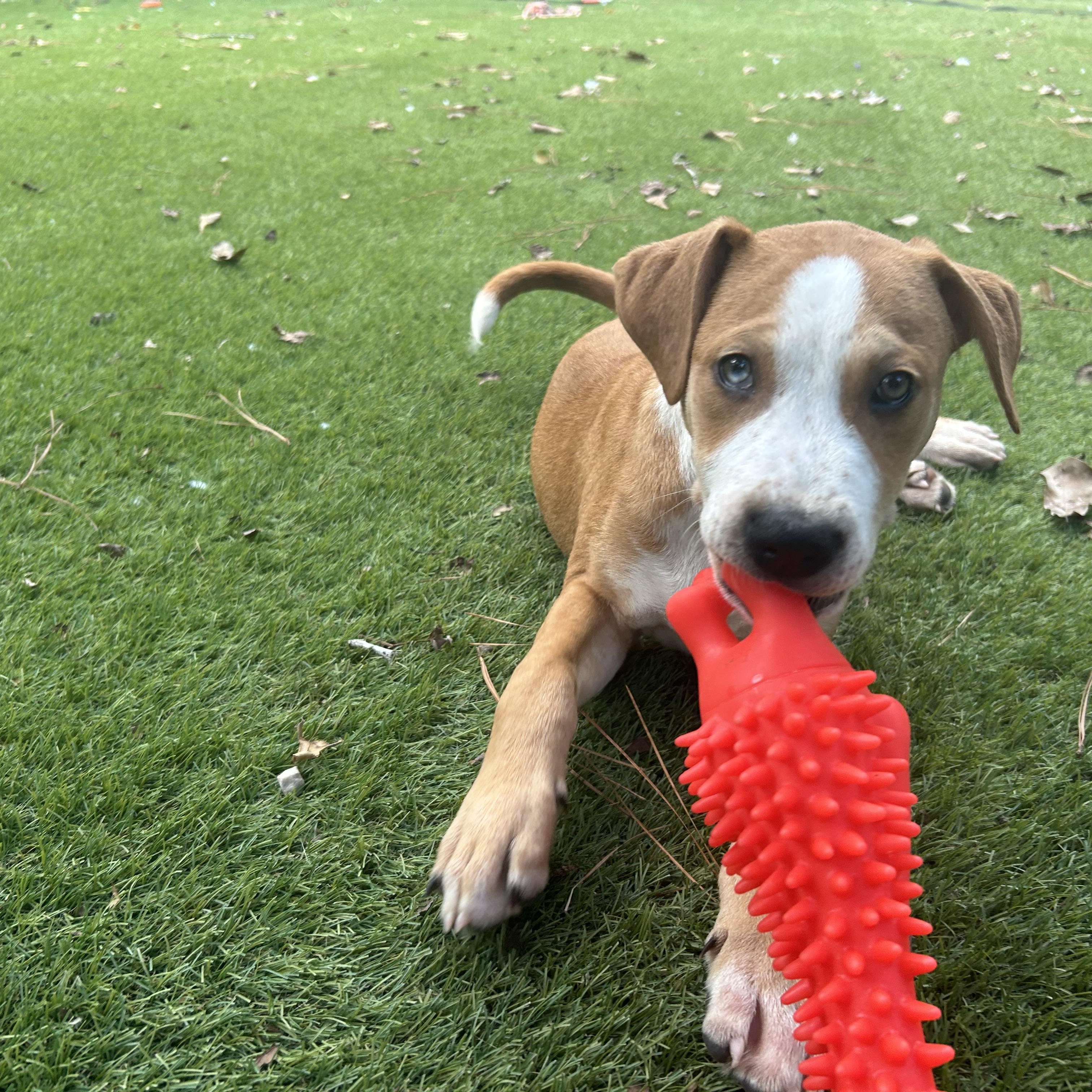 Enlarge Pumba, a Adoptable mixed breed in Winchester, VA image 3/6