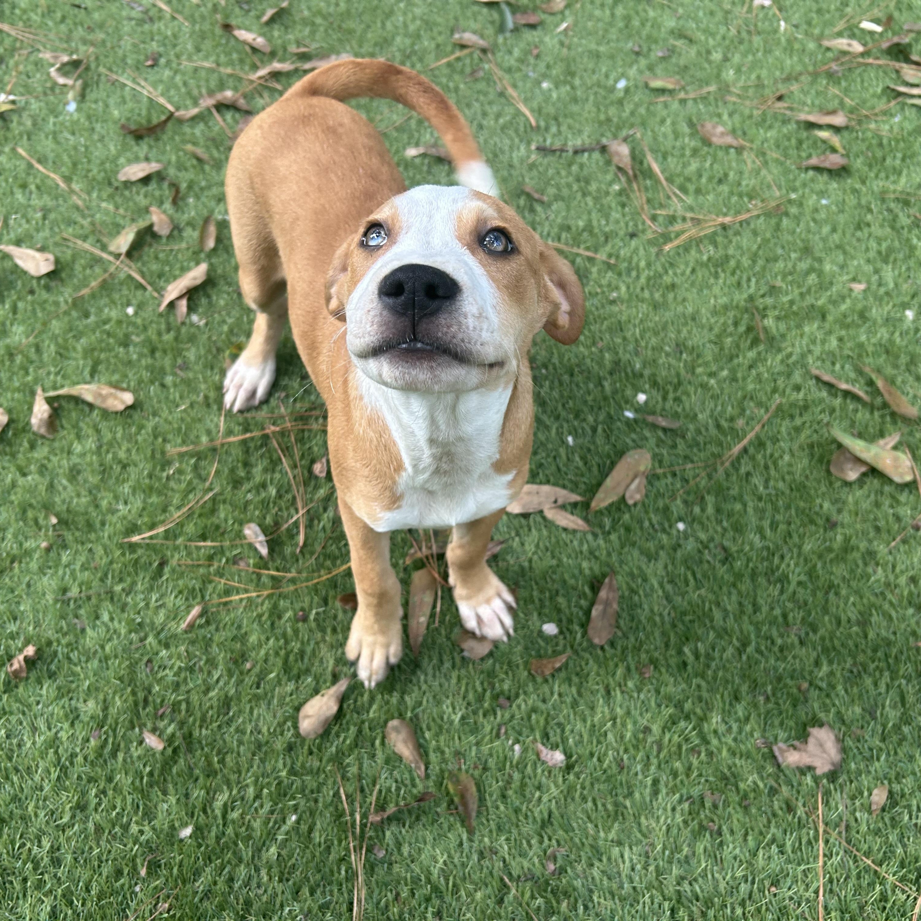 Enlarge Pumba, a Adoptable mixed breed in Winchester, VA image 4/6