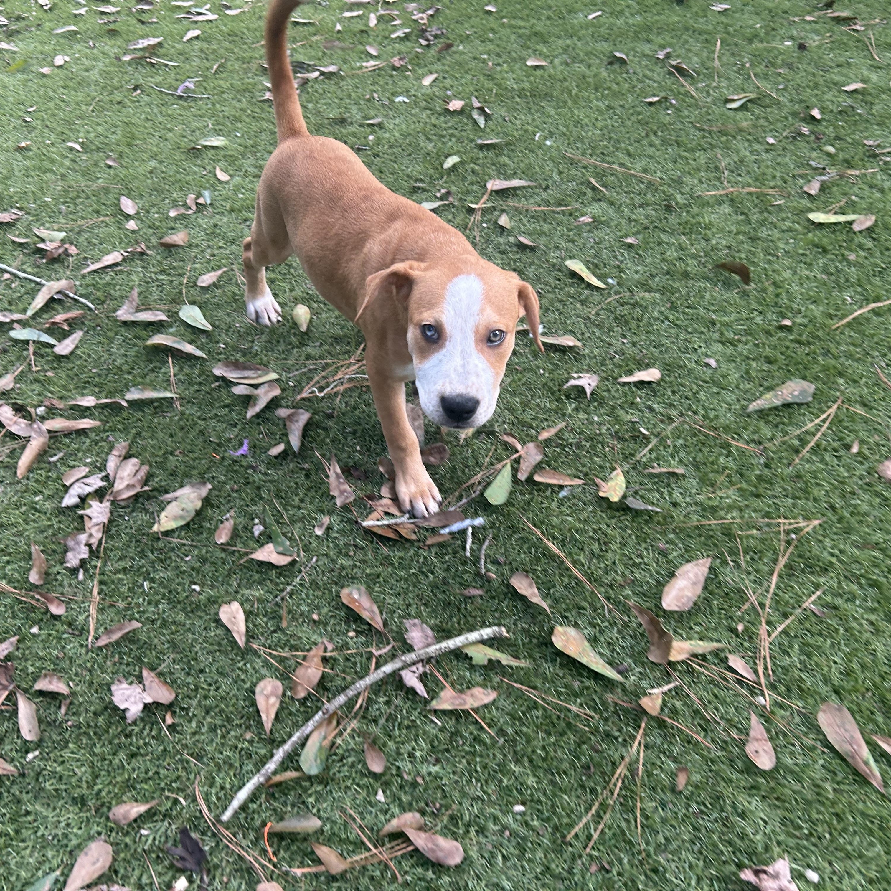 Enlarge Pumba, a Adoptable mixed breed in Winchester, VA image 5/6
