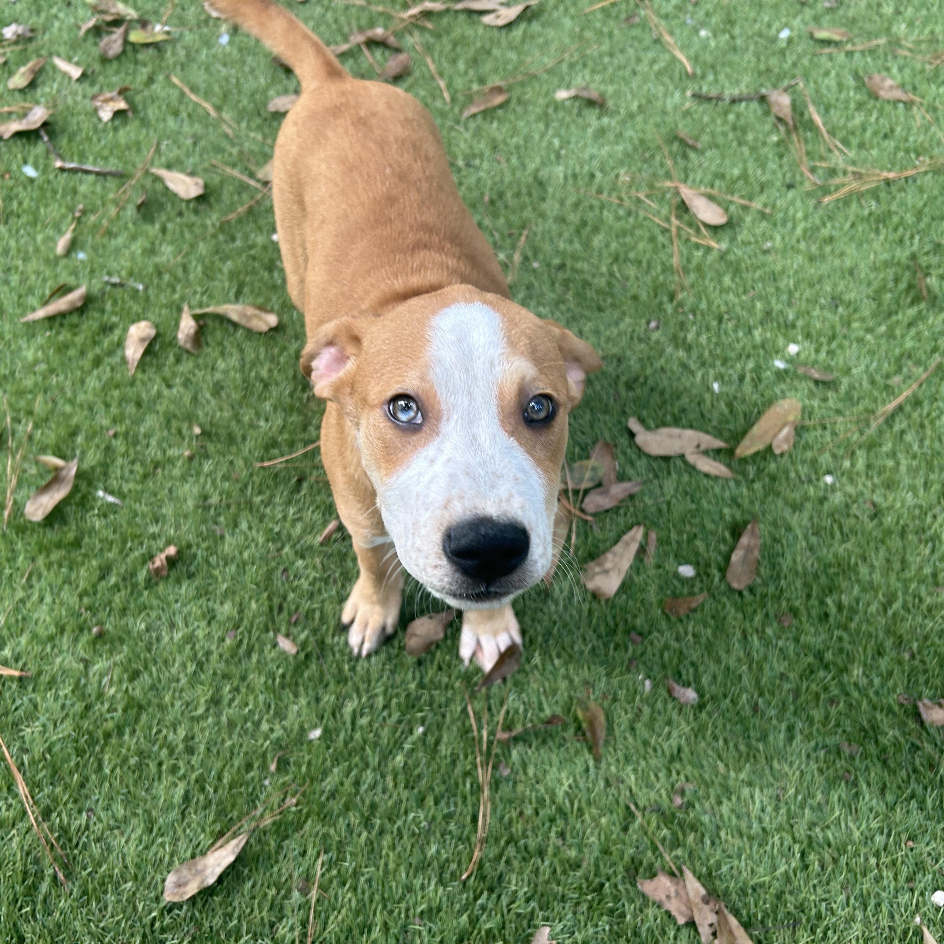 Enlarge Pumba, a Adoptable mixed breed in Winchester, VA image 6/6