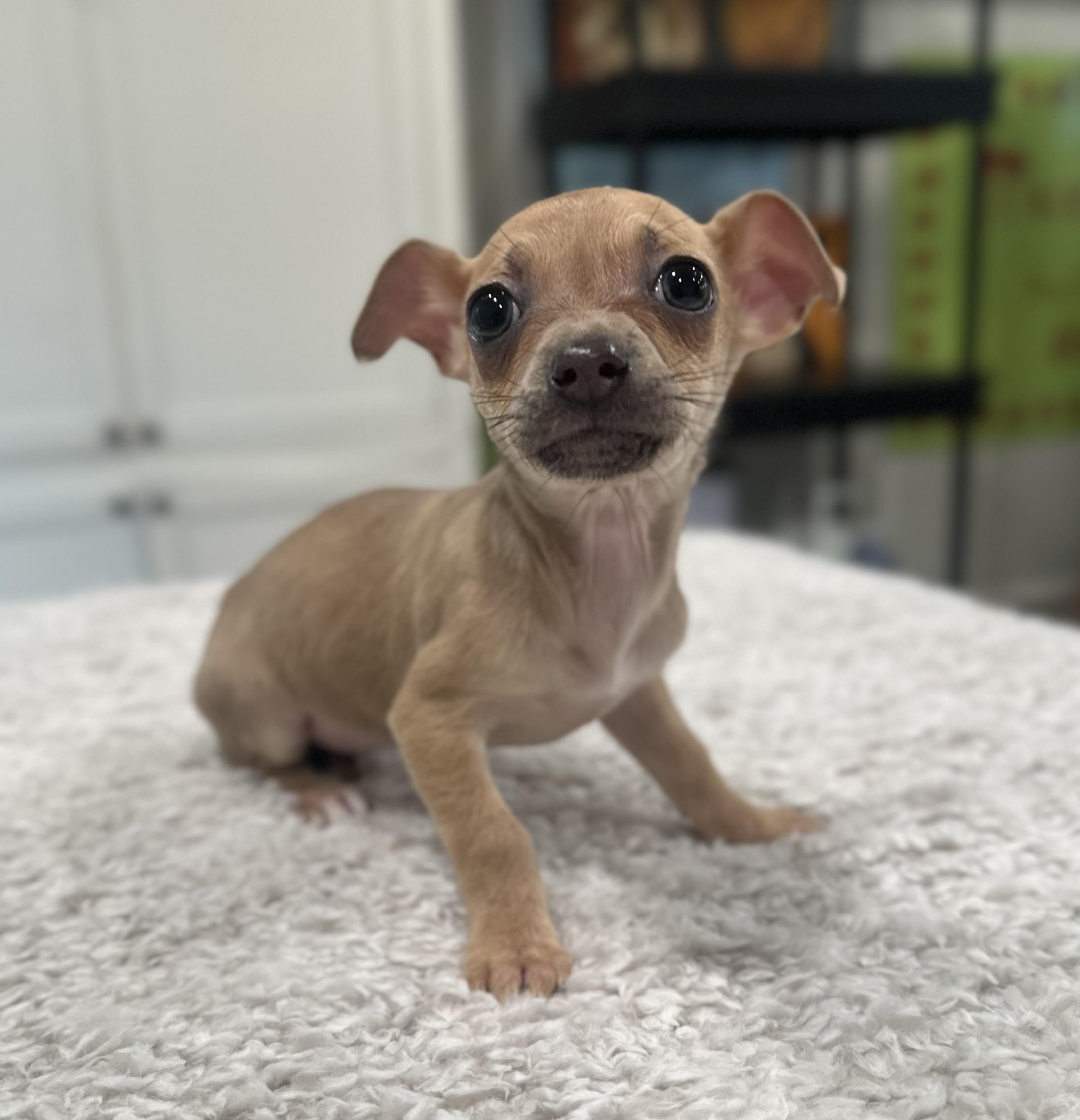 LILY, Adopted, Puppy Female Chihuahua & Miniature Dachshund.