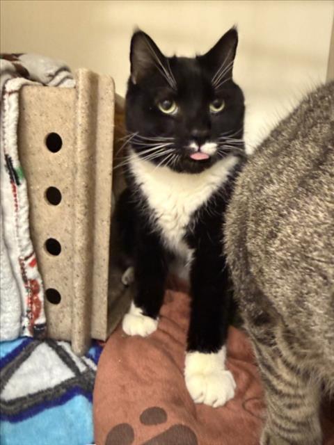 Enlarge AARUSH, a Adoptable Domestic Short Hair in Hagerstown, MD image 1/1