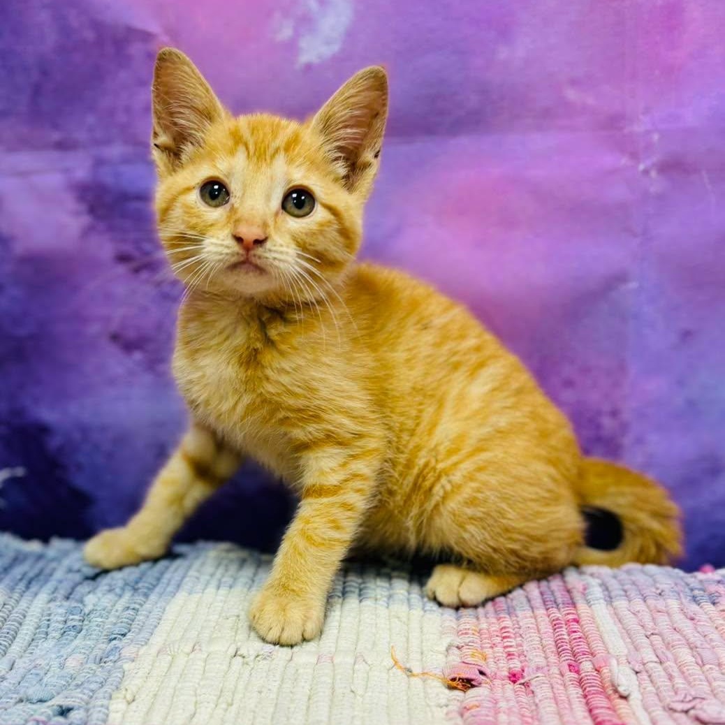 Lil Debbie, adopted, Young Female Domestic Short Hair.