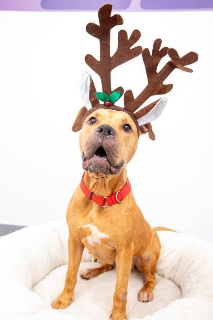 Maci — thumbnail 2