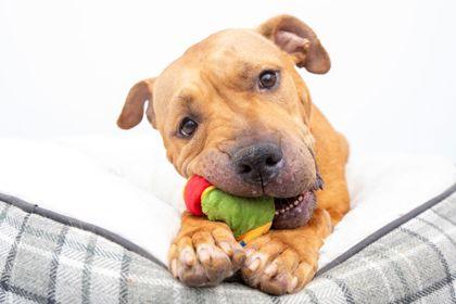 Maci — thumbnail 3